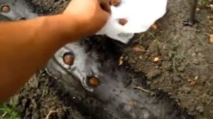 Посадка косточек Некторина. Посадка косточек персика