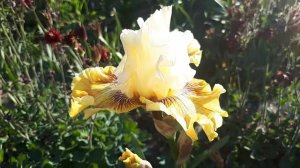 Ирис Fancy a Flutter...
#ирис #цветы #мояжизнь
#olgakrizhanovskaya #райцветов