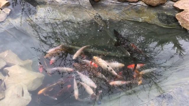 Лайфхак для пруда из пленки. Красивый пруд возле дома. Пруд где нерестятся кои.