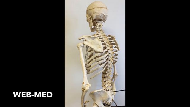 Скелет человека (в целом) смотреть онлайн