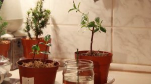 Удачный опыт осеннего черенкования метельчатых гортензий. Полярный медведь и Диамантино.