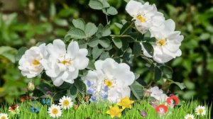 Роза собачья Альба (alba) ? Обзор: посадка и уход. рассада розы Альба: описание и особенности