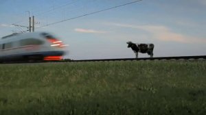 Скорый поезд сбил корову
