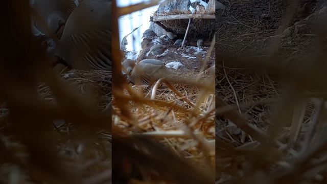 кабгора банаворгирифтем горния курапатка кеклик✍✍✍ смотреть онлайн