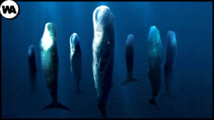 Вот Почему В Океане Никто Некогда Не Спит