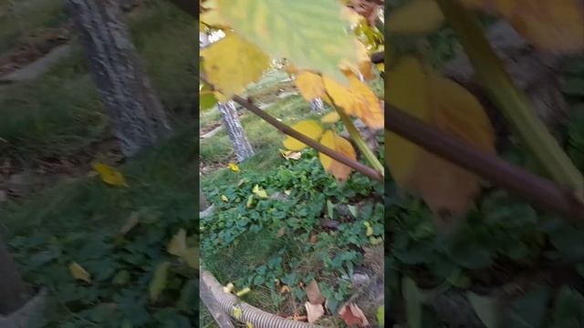 обрезка и формирование куста безшипной ежевики
