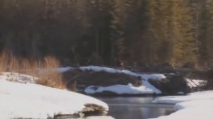 Снежный человек, ЙЕТИ, снятый на видео