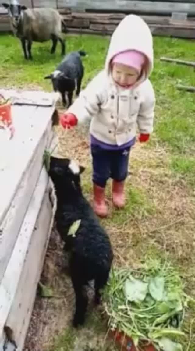 Кормление ягнят,дочка в деревне... смотреть онлайн