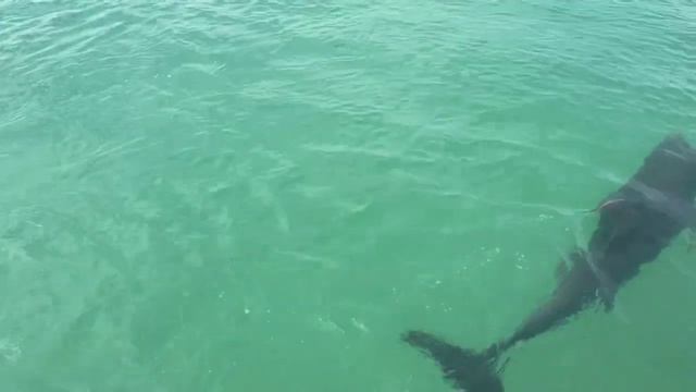 Tryp Cayo Coco. Остров Кайо Коко (Куба)/Дельфинарий смотреть онлайн