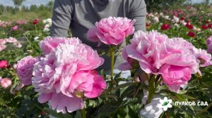 Alexander Flemming peony. Александр Флеминг пион. Пулков сад