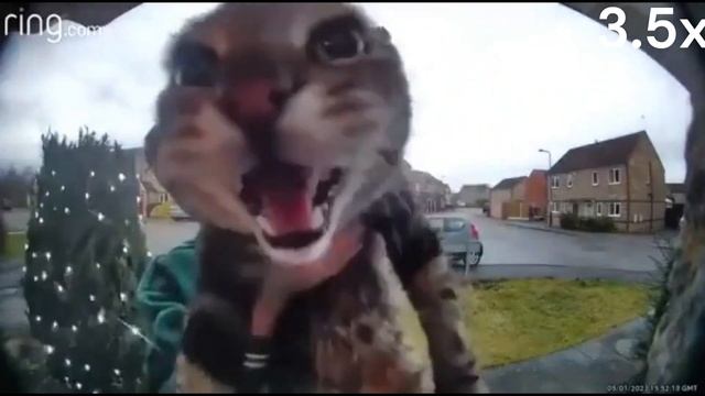 кот мяукает в камеру на разных скоростях смотреть онлайн