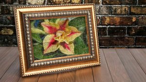 Адениум маслом