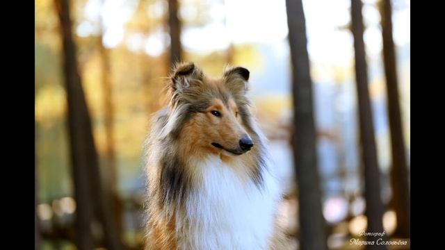 КОЛЛИ ФОТОГРАФИИ смотреть онлайн