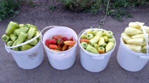 Внешний вид сортов перца Полет, Аннета, Хаски на 3 августа 2019г. Экспресс сраавнение