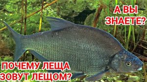 Почему ЛЕЩА называют ЛЕЩОМ?