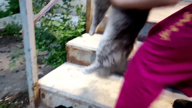 ВЛОГ?ЖАРЕНАЯ МОЙВА ?ЧТО ПРИГОТОВИТЬ Просто добавь воды ?? ?just add water смотреть онлайн