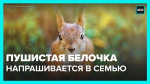 В Измайловском парке ручной бельчонок напрашивается в семью – Москва 24