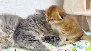 Three cats compete to adopt a little kitten