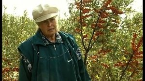 Агротехника облепихи