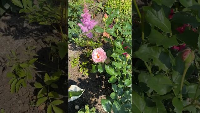 Фарфорово-нежная,розовая английская роза Heritage #rose #heritage #цветениероз #розы #englishrose смотреть онлайн