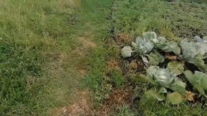 дренажный насос 1300