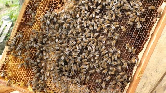 Обзор пасеки 25 05 2022. Пчеловодство Запорожья, белая , розовая акация, робиния клейкая, гледичия. смотреть онлайн