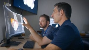 Первые в мире съёмки паразитического вида — бразильской светящейся акулы (Isistius brasiliensis).