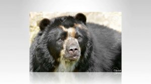 Очковый медведь