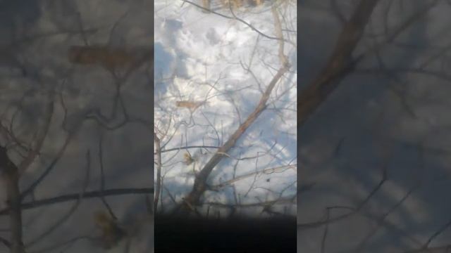 Безнопила Карвер хобби 4516 заготовка дров зимой клёна... смотреть онлайн