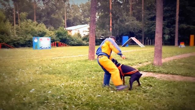 Витязь - доберман на ЗКС 28 05 14 смотреть онлайн