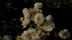 Роза Ликохоталу и Шилаби - неземные цветочные шедевры японской селекции! Rose Likohotalu, Shilabe.