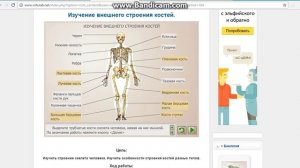 лабораторная работа биология 8класс  внешнее строение костей