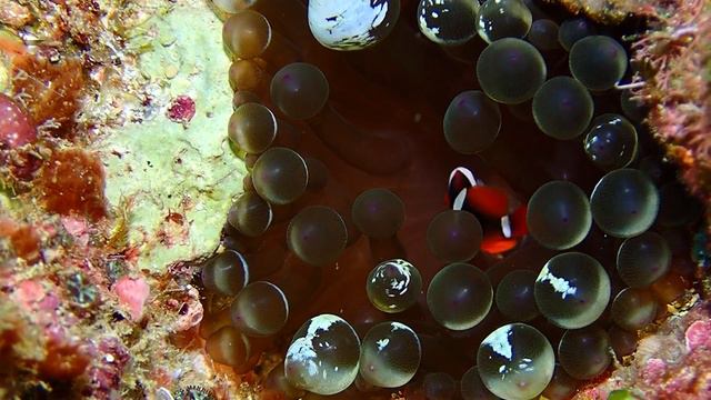 В поисках Дори. Как это выглядит в природе смотреть онлайн