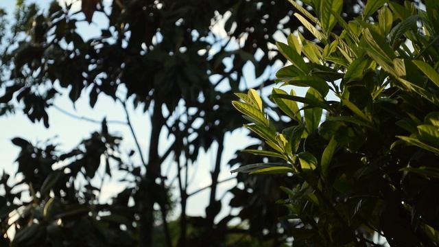 Video test - Nikon D5300 смотреть онлайн