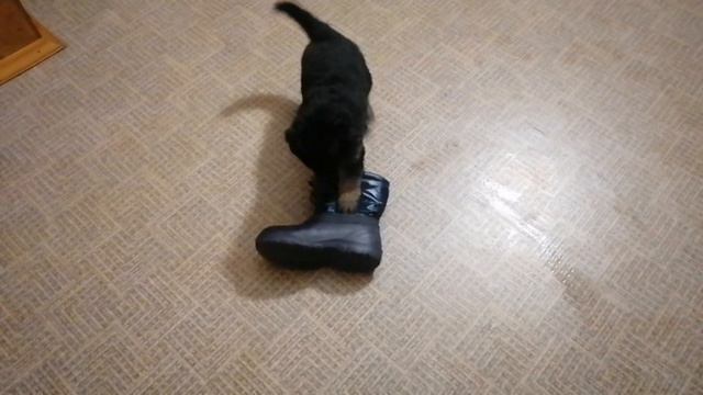 Щенкам месяц. Что они делают в 5 утра?