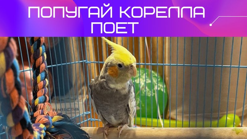 Кеша поет песенку