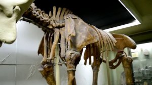 Скелет динотерия (древнего слона)