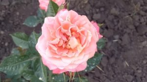 Троянди: Полька (Polka), Леа Туту (Leah Tutu), Сурір де Довіль (Sourire de Deauville)