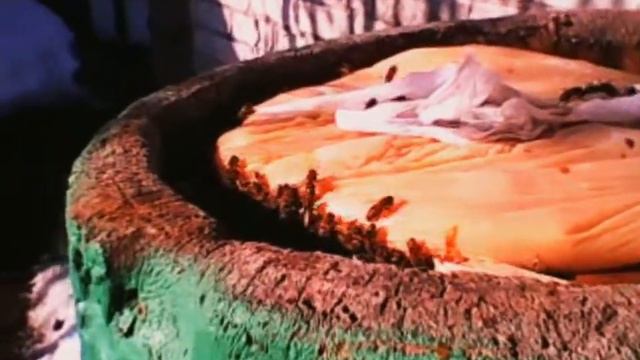 Зимний расплод в улье-дуплянке экстренный облёт и пополнение кормовых запасов