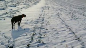 Работа курцхаара по куропатке.mp4