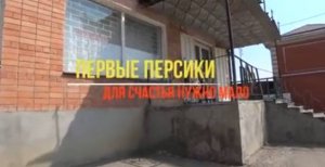 В ДОМЕ ДОЛЖНО ЖИТЬ СЧАСТЬЕ? ПЕРВЫЕ ПЕРСИКИ? Я ЖДАЛА ТЕБЯ ВСЮ НОЧЬ?