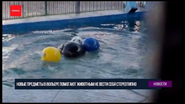 Медведям из «Роева Ручья» купили новые игрушки смотреть онлайн