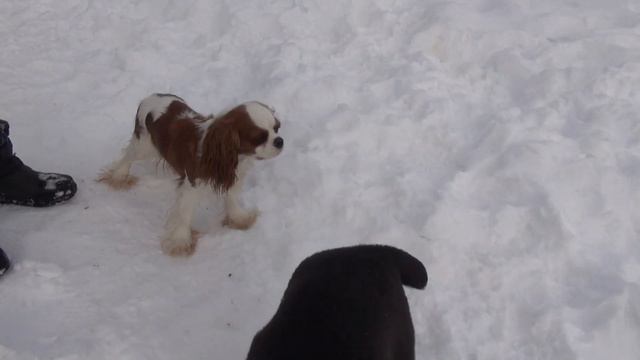 Собака - величие. Среднеазиатская овчарка смотреть онлайн