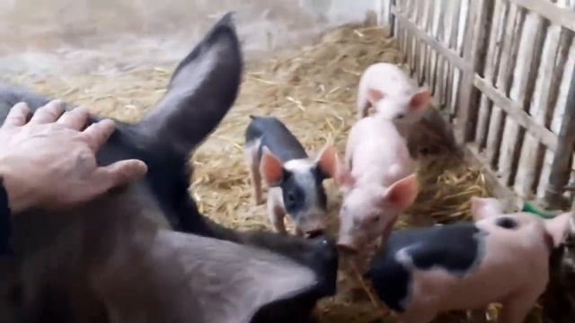 //Нужен ли мне-это эксперимет -выростут ли они к новому году//Новый типа супер корм, результат// смотреть онлайн