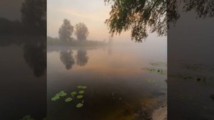 Родной CRY