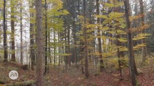 Relaxing Classical Guitar Instrumental Music for Stress Relief, Study & Meditation 3 Hours