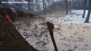 Wild Boar Hunting: Unforgettable Driven Hunt Moments