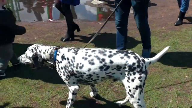 " ДОБРЫЙ ПЕС - 13 " 11.05.18 г. смотреть онлайн