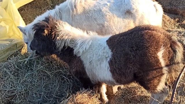 продал часть поголовья смотреть онлайн