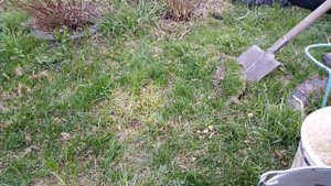 Роза на газоне.Посадка розы